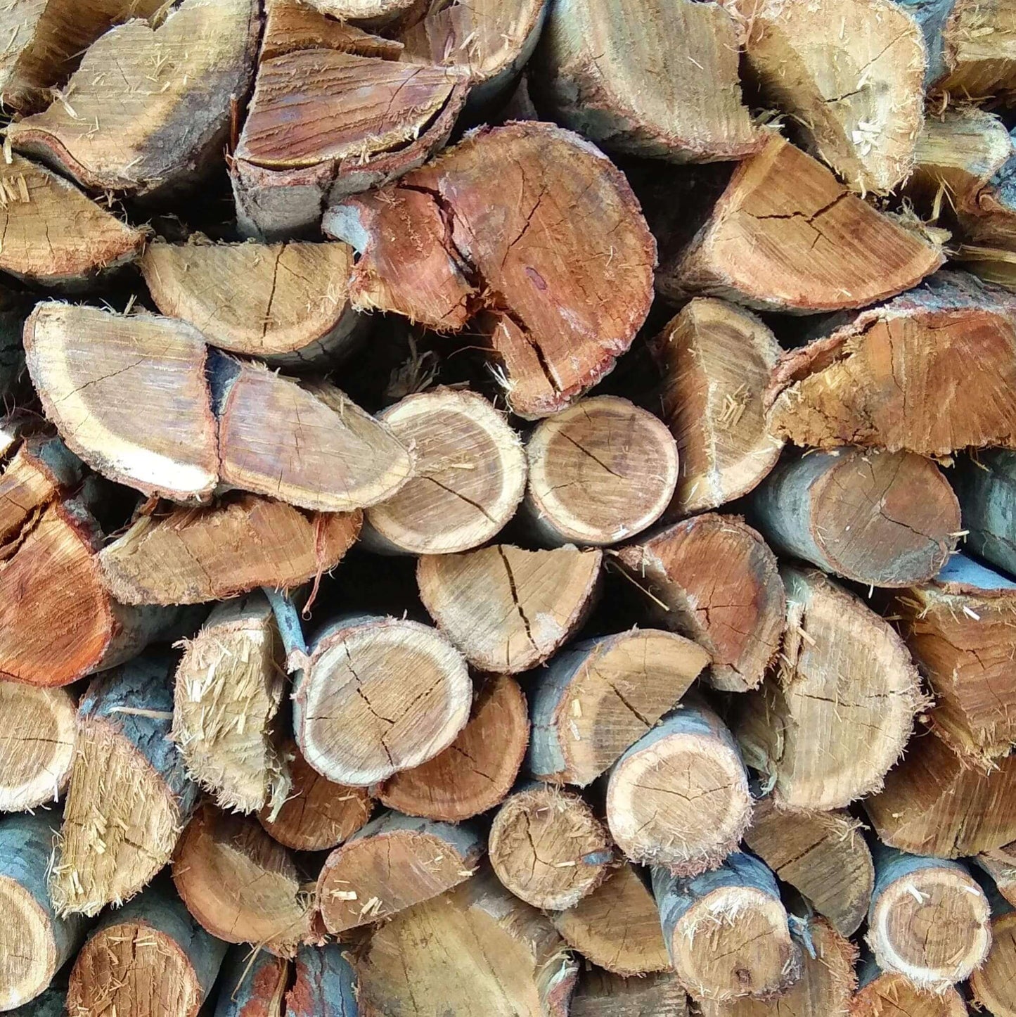 Rooikrans Braai Wood Bags (Local)  5x 24pc or more - Large - Cape Town Firewood