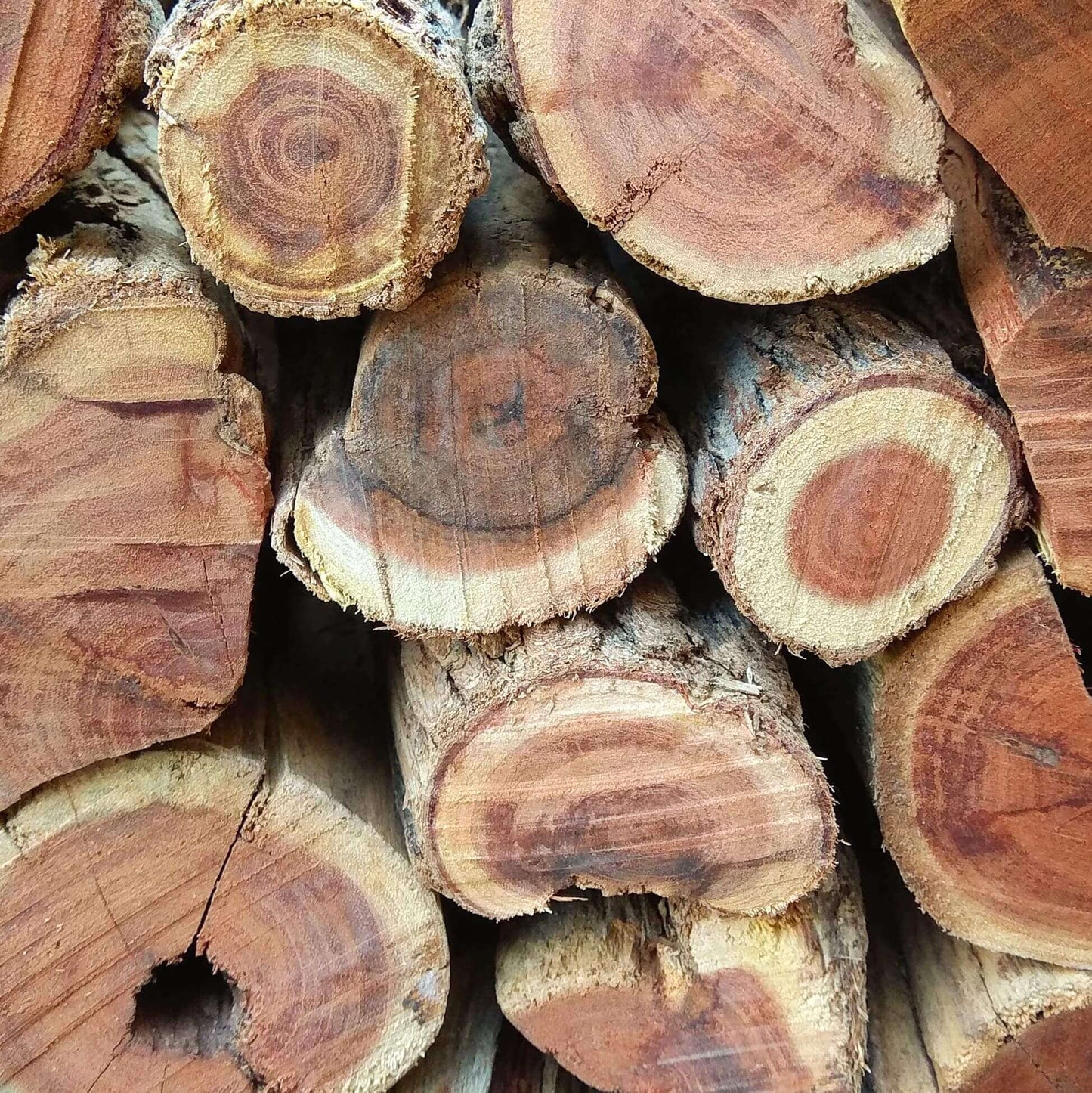 Sekelbos Namibian Hardwood 250KG Bulk (Sicklebush) Quarter Ton - Cape Town Firewood