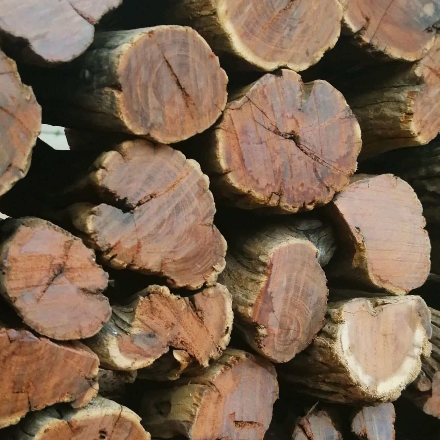 Sekelbos Namibian Hardwood 500KG Bulk (Sicklebush) Half Ton - Cape Town Firewood