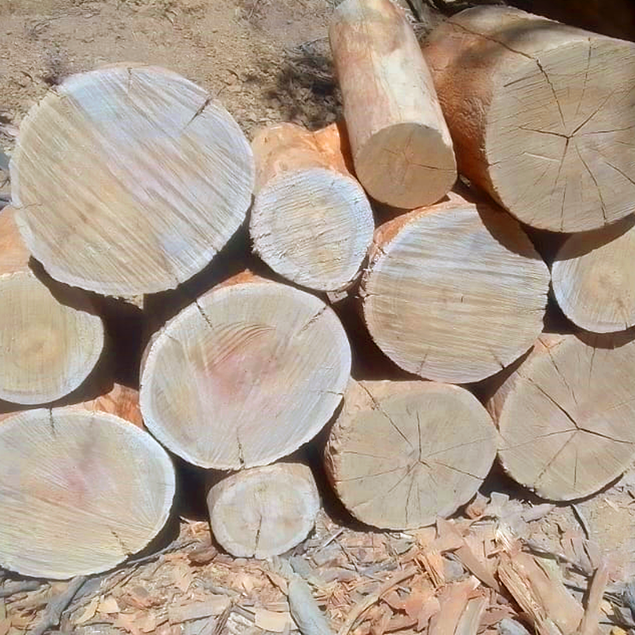 Premium Unsplit Logs of Blue Gum for Sale – Versatile, Durable, and Perfect for Firewood, Creative Projects, Landscaping and Gardening, Construction, Decor and more.