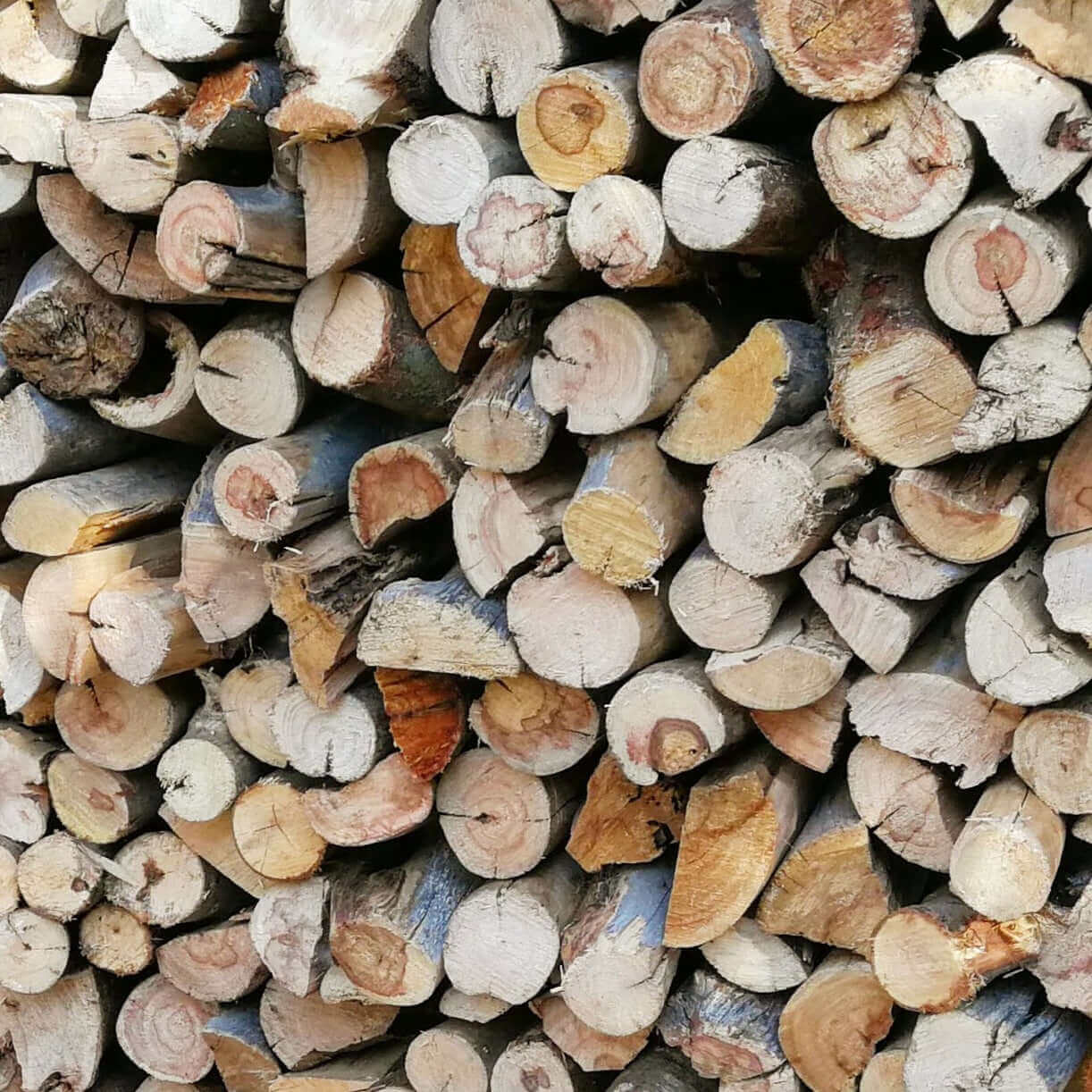 Port Jackson Firewood Bulk (Local) | 1000 Loose Pieces - Cape Town Firewood