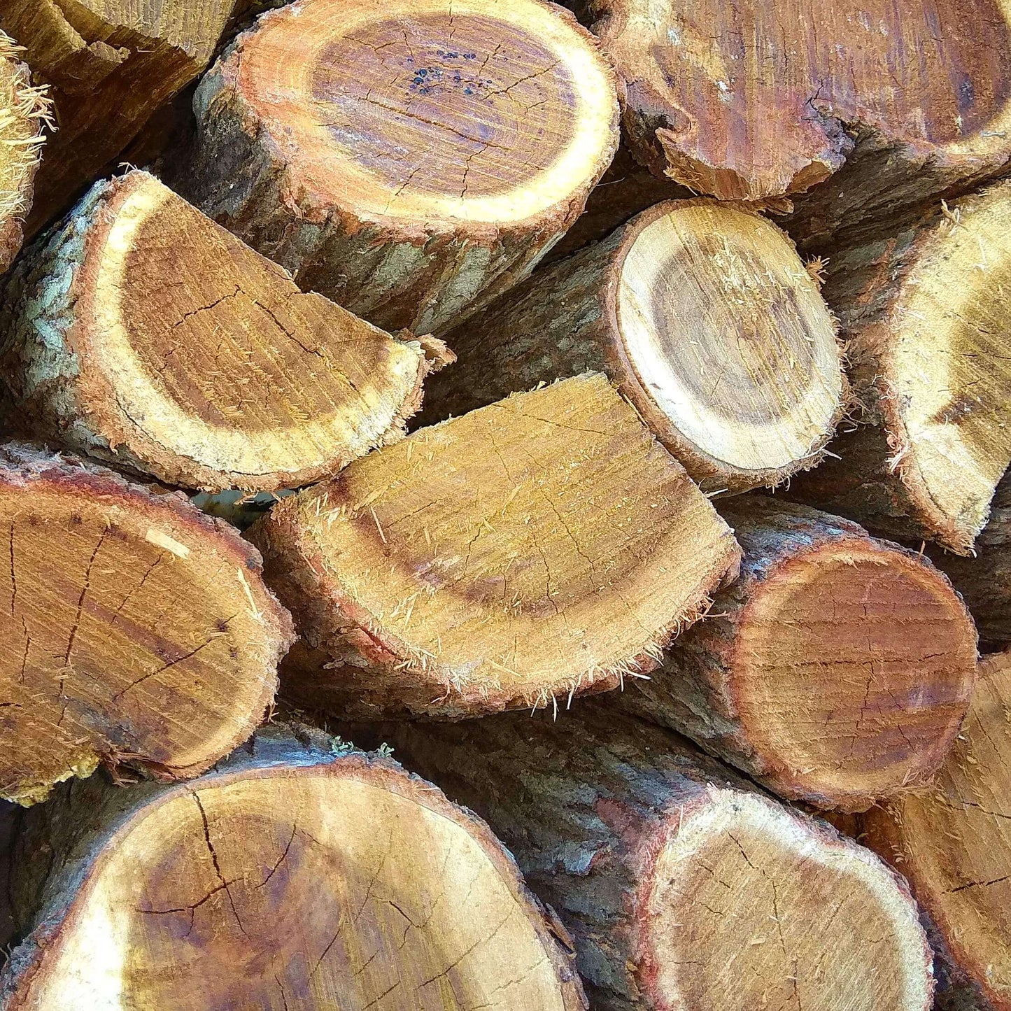 Rooikrans Braai Wood Bulk (Local)  1000 Loose Pieces - Cape Town Firewood